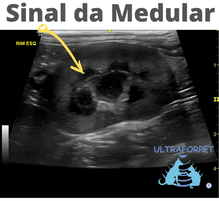 Ultrassonografia em gato com sinal da medular