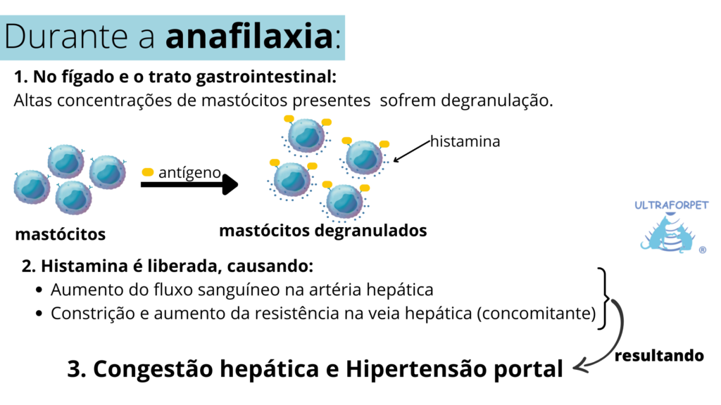 Ilustração de como se dá o processo de anafilaxia
