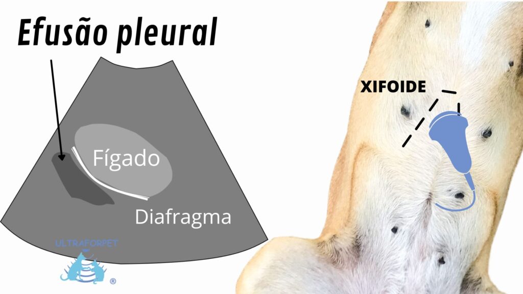 esquema de efusão pleural na avaliação ultrassonográfica e o posicionamento do transdutor no tórax de um cão.
