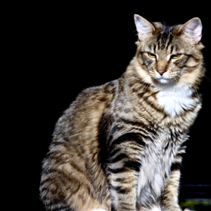 Você fica suando frio com suspeita de testículo ectópico em gatos?