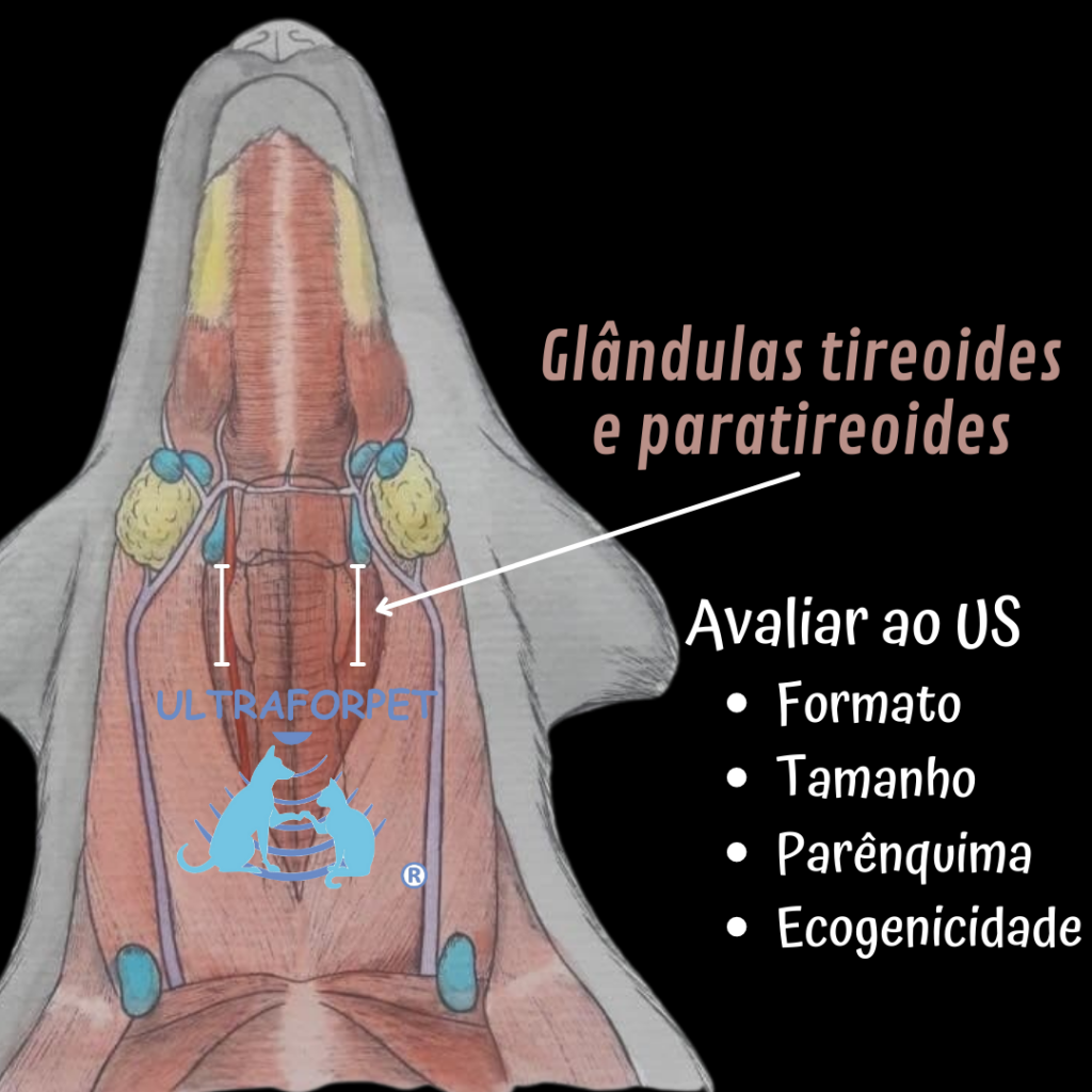 Anatomia de pescoço de um cão destacando as glândulas tireoides