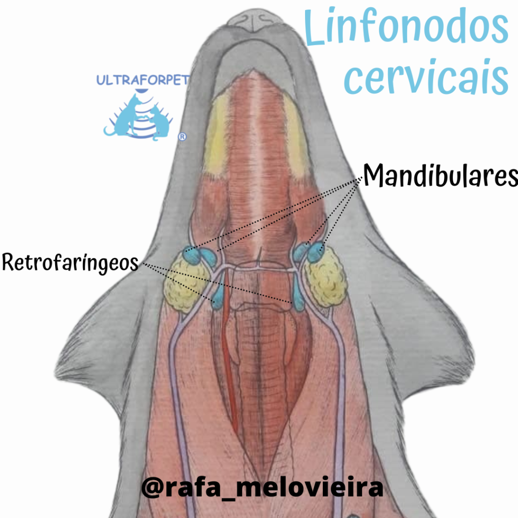 Anatomia cervical de cão mostrando os linfonodos cervicais normalmente analisados nos exames ultrassonográficos (linfonodos mandibulares e linfonodos retrofaríngeos)